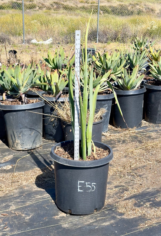 Furcraea macdougalii - E55