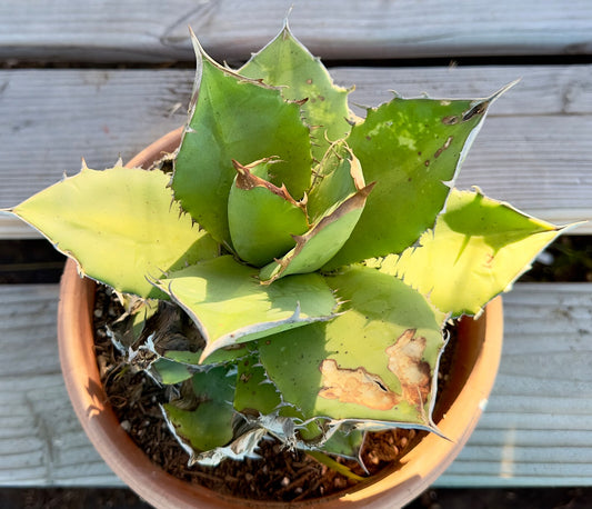 Agave titanota - E93