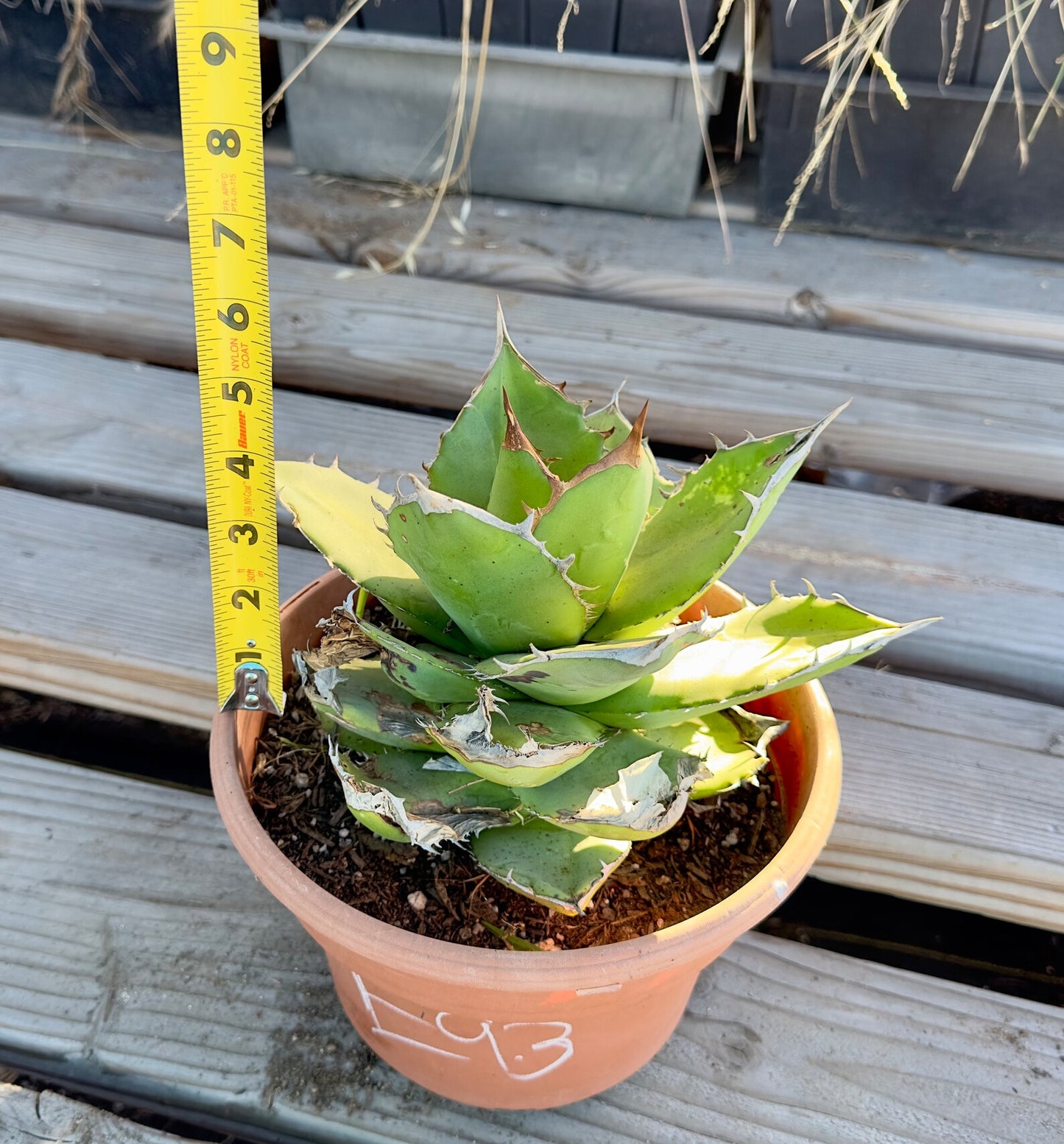 Agave titanota - E93