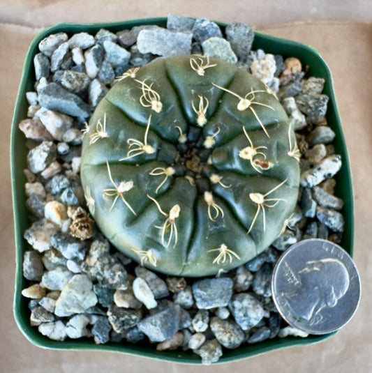 4-inch Gymnocalycium schreiteri E1
