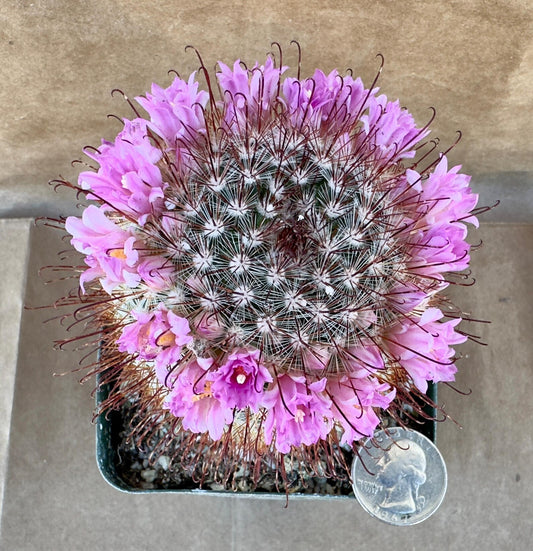 4-inch Mammillaria moelleriana