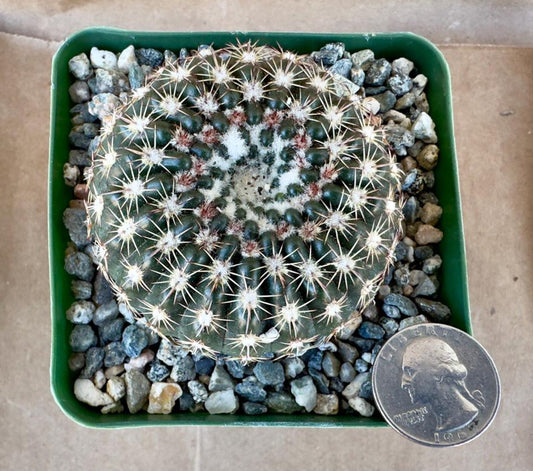 4-inch Notocactus ritterianaus | Parodia mammulosa E1