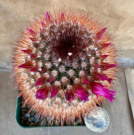 4-inch Spiny Pincushion Cactus | Mammillaria spinosissima E1