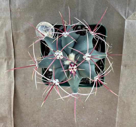 4-inch Ferocactus rectispinus | Emory's Barrel Cactus E1