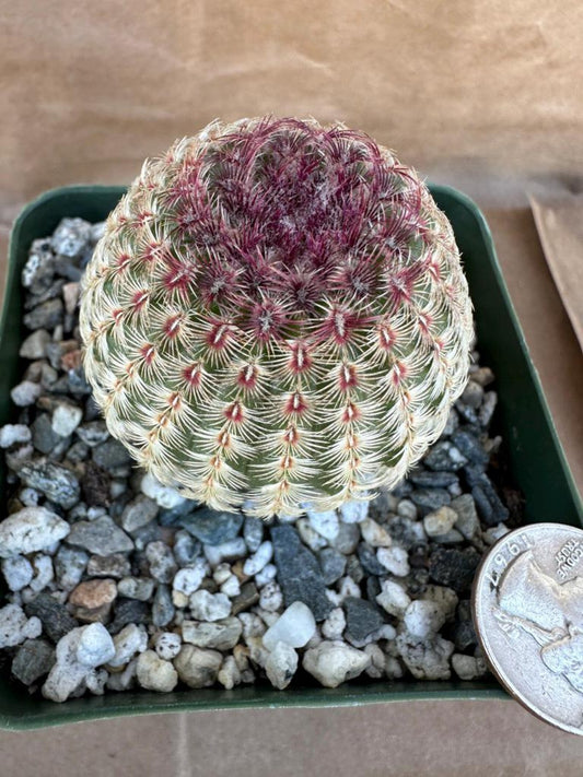 4-inch Echinocereus rigidissimus 'Rubispinus' | Rainbow Hedgehog Cactus