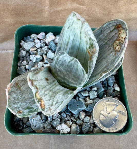 4-inch Gasteria sp. ‘Sakura Fuji’ E1