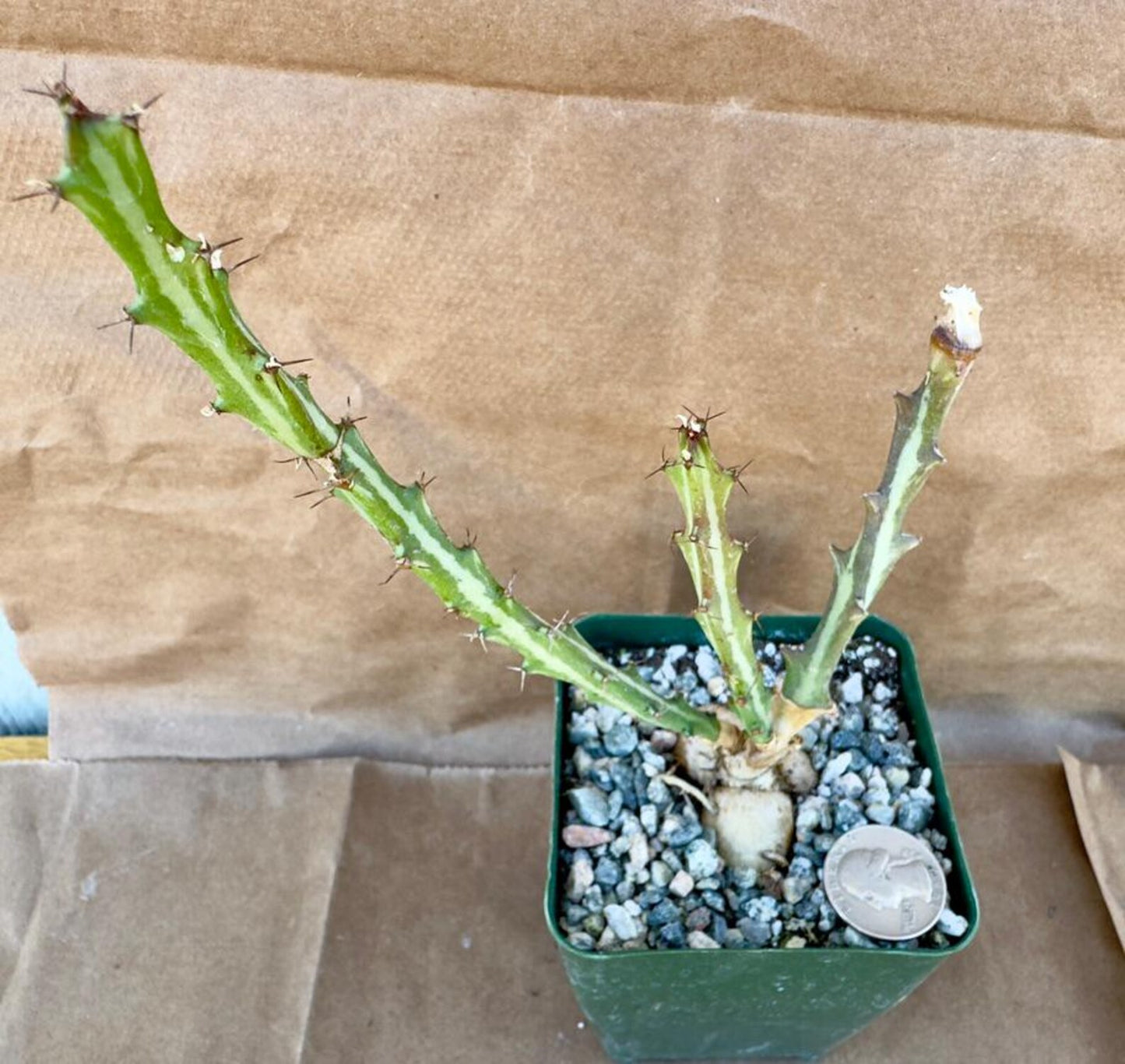 4-inch Euphorbia knutthi E1