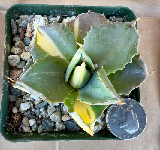 4-inch Variegated Agave isthmensis E1