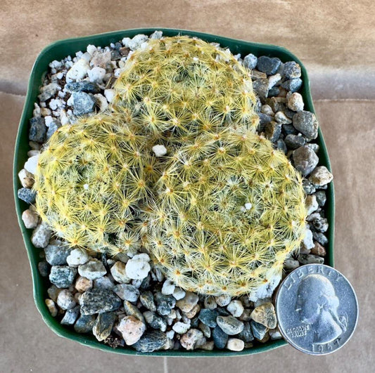 4-inch Mammillaria schiedeana 'Bridal Veil Cactus'