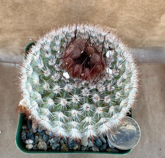 4-inch Notocactus scopa var. murielii