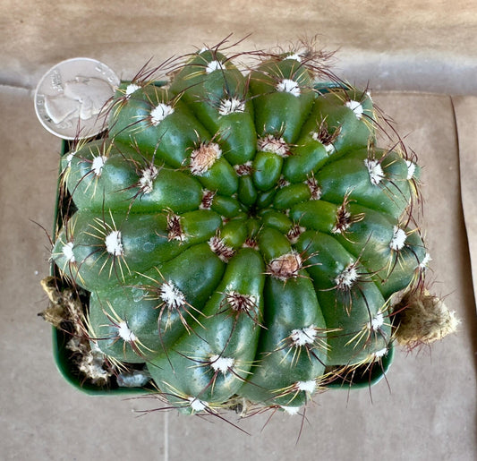 4-inch Notocactus militaris | Parodia ottonis E1