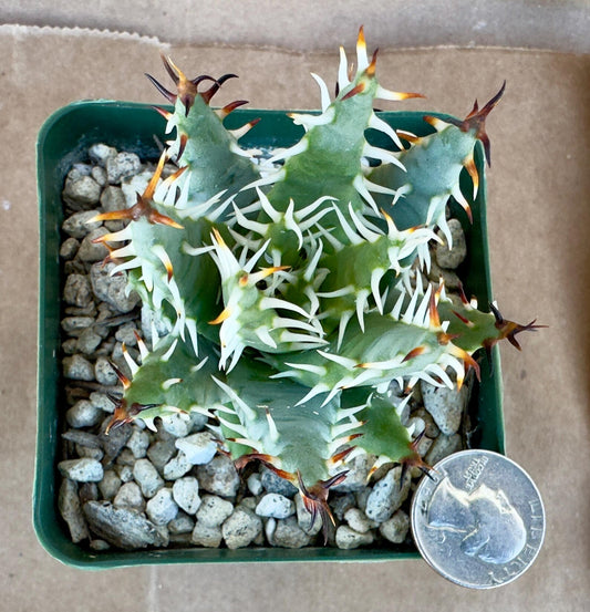 4-inch Aloe erinacea E1