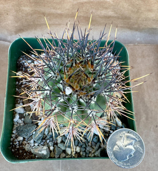 4-inch Echinopsis melanopotamica | Echinopsis leucantha E1