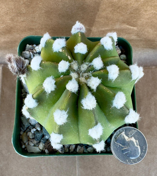 4-inch Echinopsis subdenudata ‘Fuzzy Navel’ E1