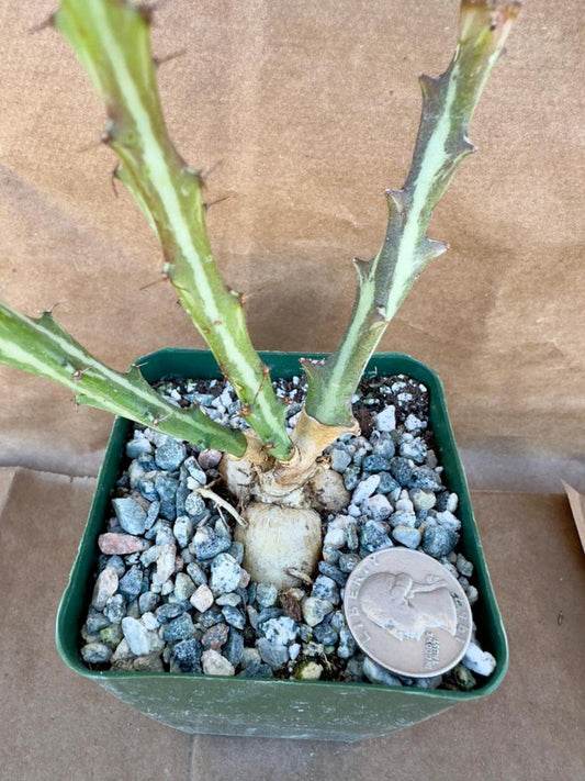 4-inch Euphorbia knutthi E1