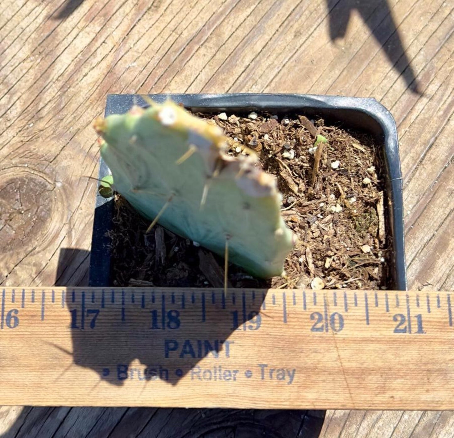 Variegated Prickly Pear EL52 | Opuntia White Variegated Form