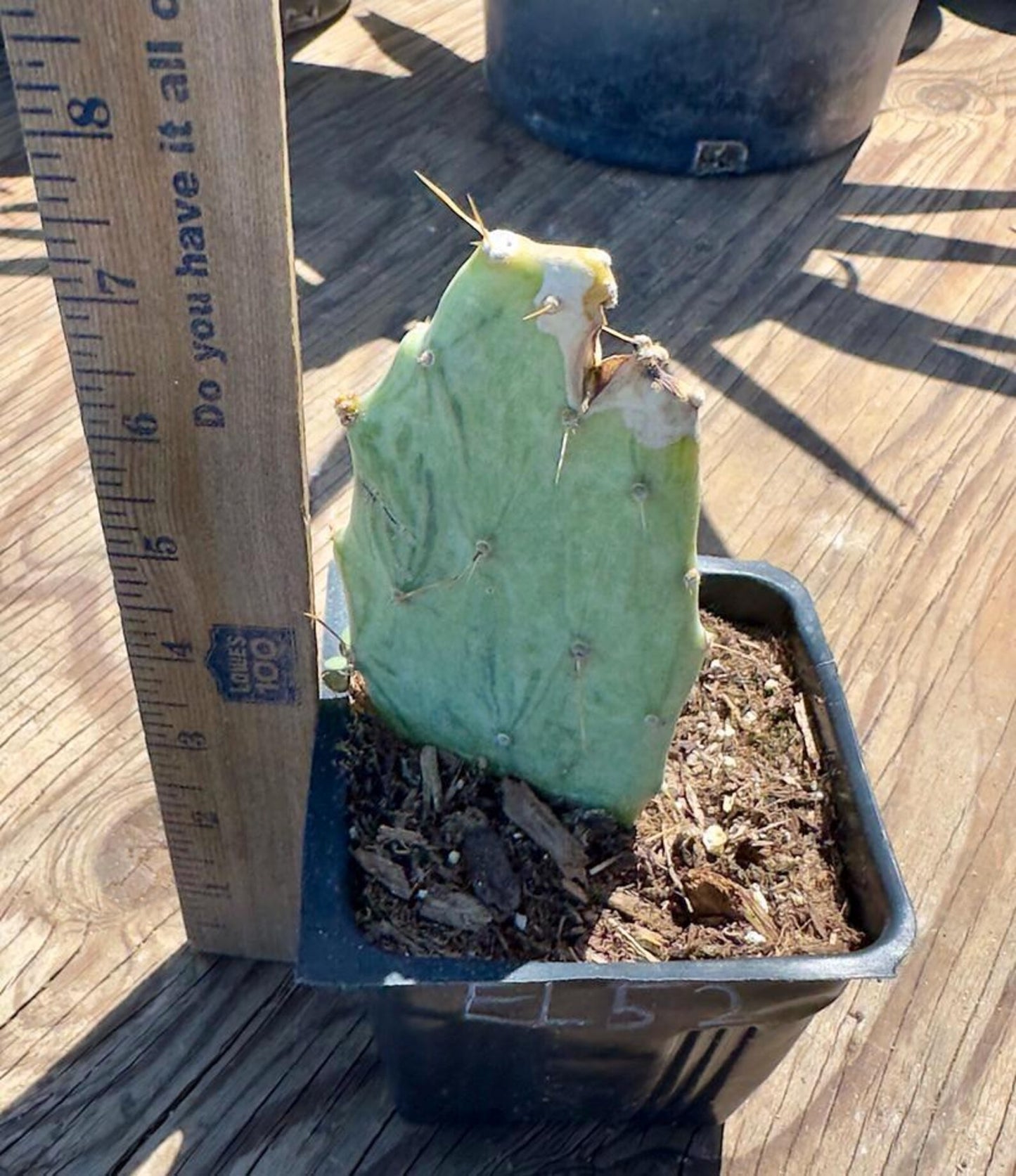 Variegated Prickly Pear EL52 | Opuntia White Variegated Form
