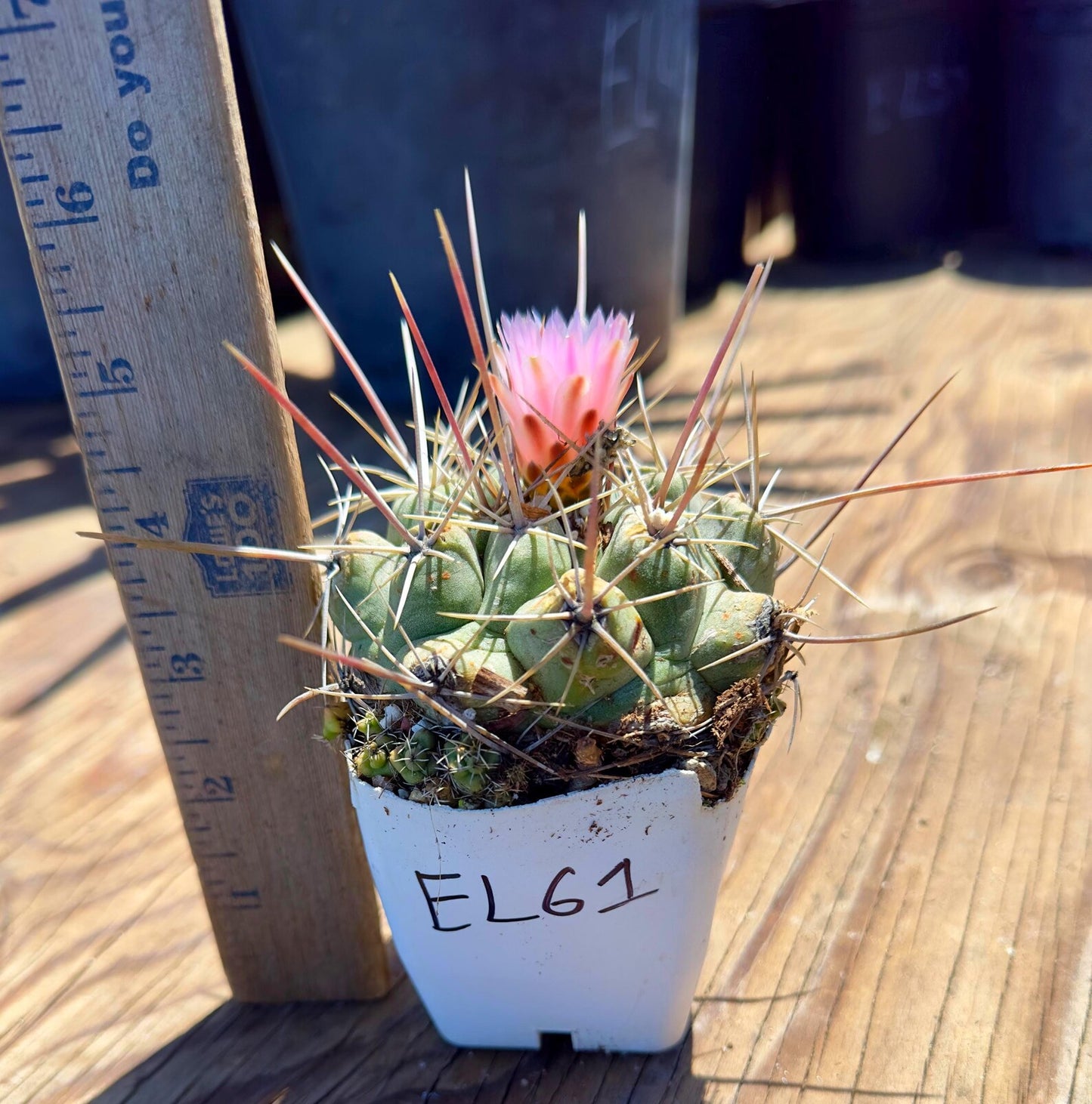 Thelocactus hexaedrophorus EL61