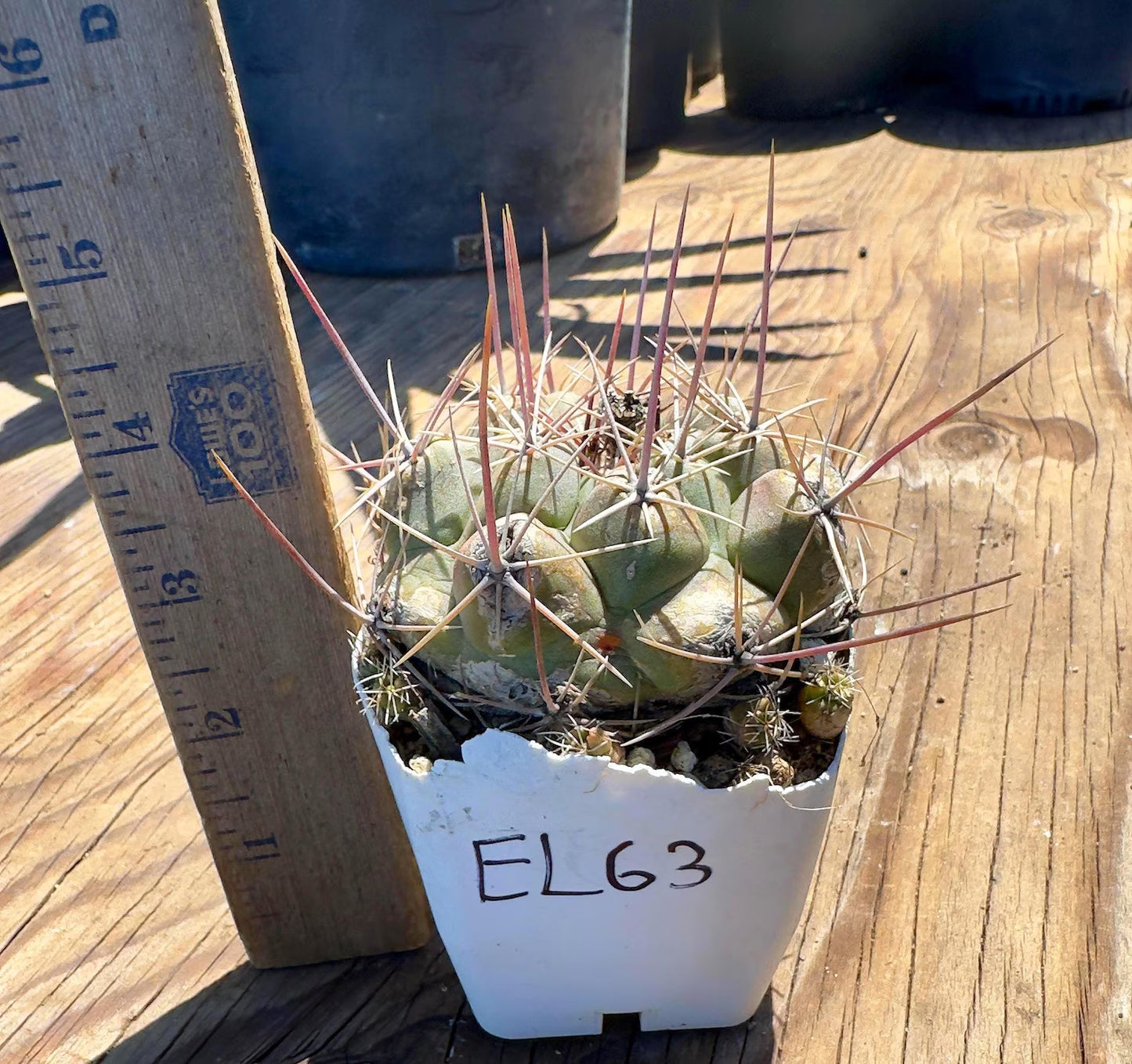 Thelocactus hexaedrophorus EL63