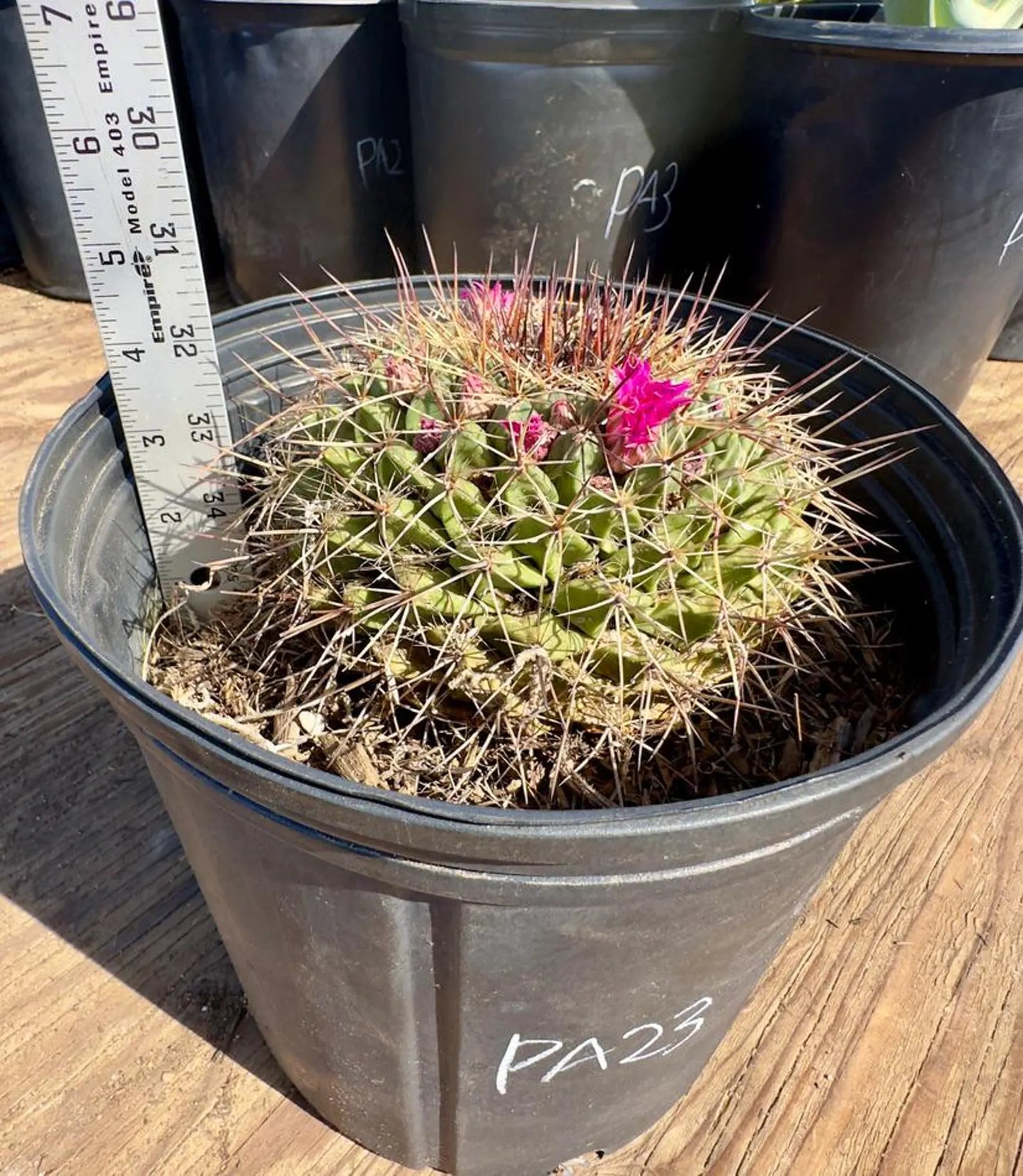 Mammillaria melanocentra PA23