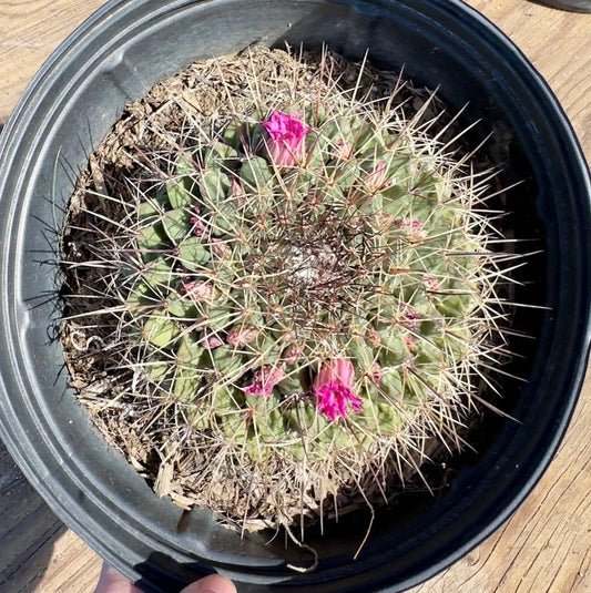 Mammillaria melanocentra PA23