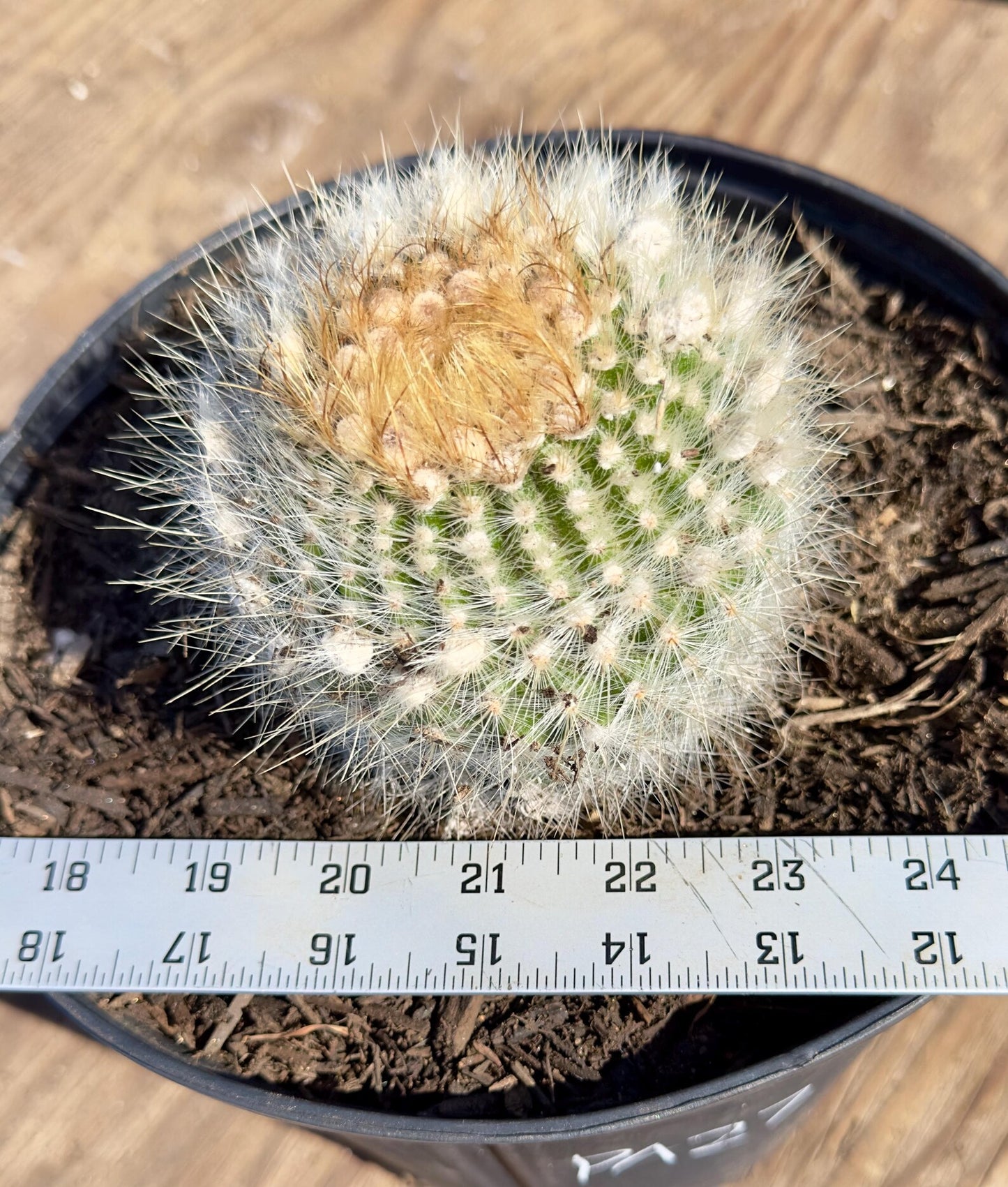 Parodia leninghausii PA27 | Golden Ball Cactus