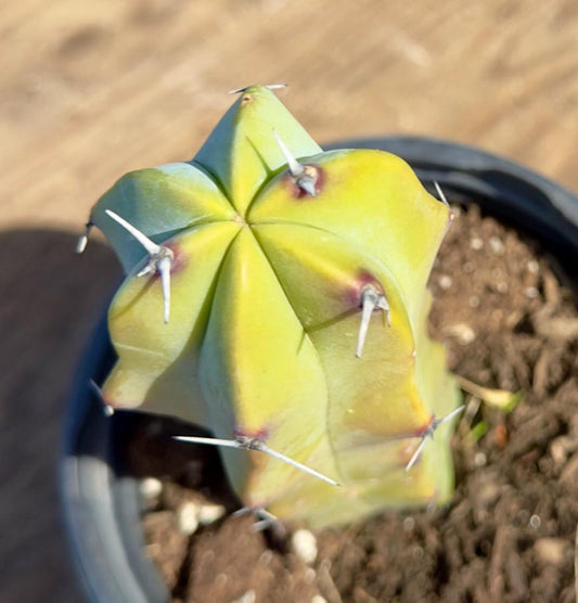 Myrtillocactus geometrizans PA31