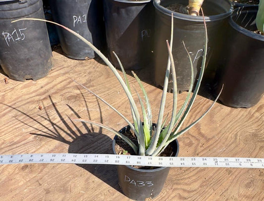 Silver Dyckia PA33