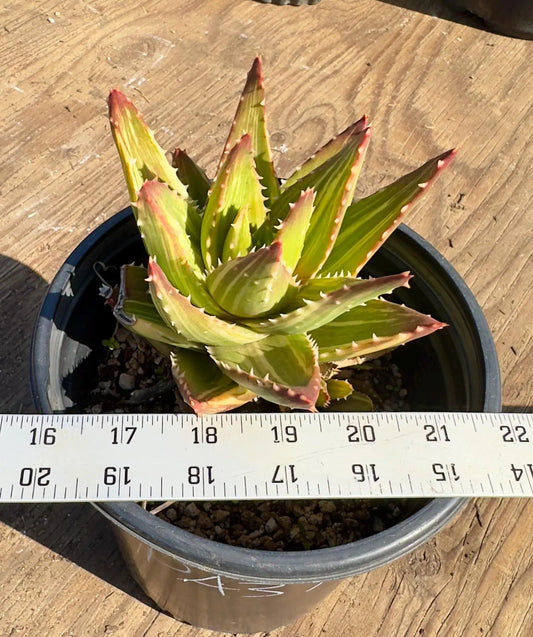 Golden Toothed Aloe PA37 | Variegated Aloe Nobilis