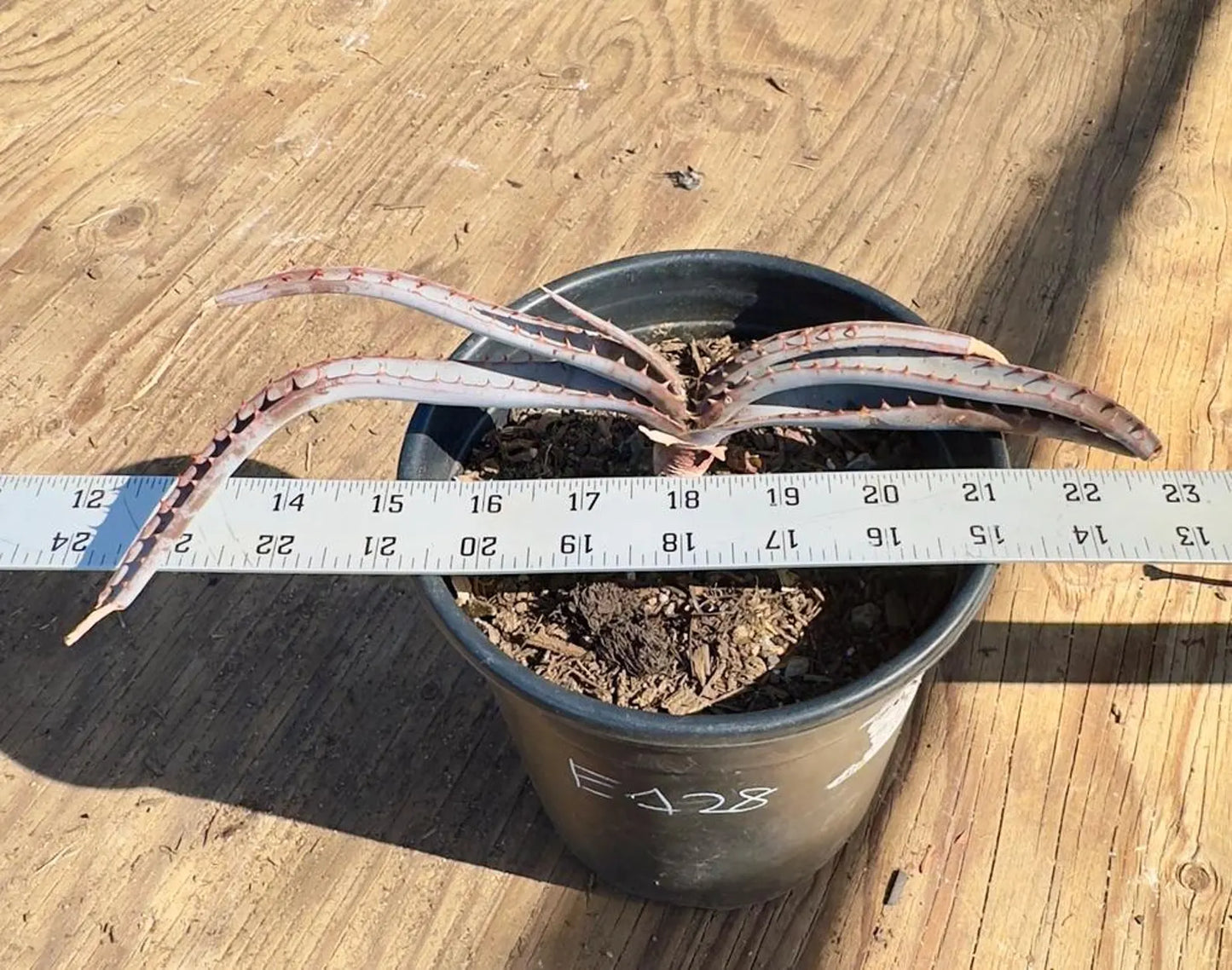 Mustache Aloe E128 | Aloe suprafoliata