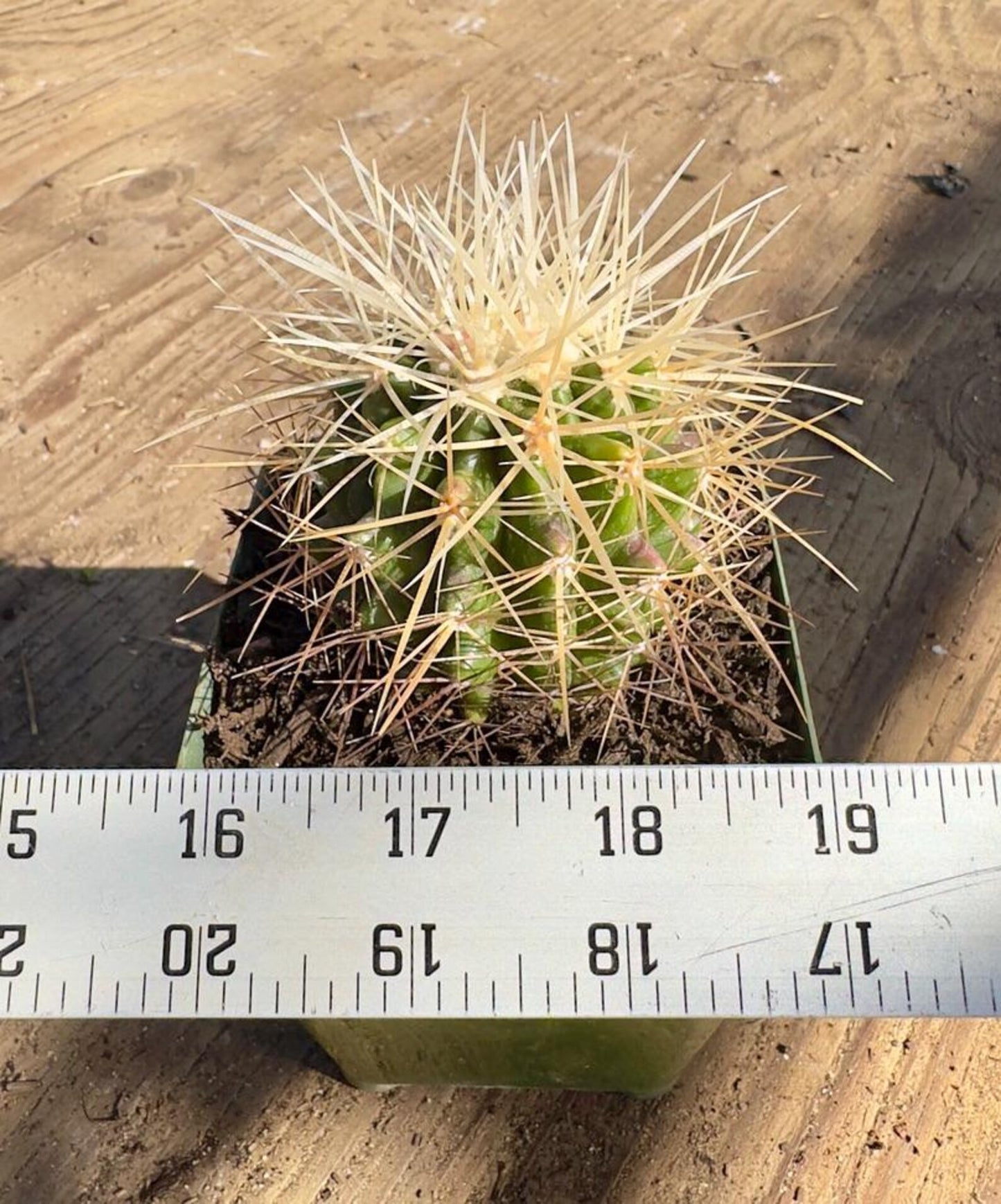 Echinocereus Grusonii Alba Spina - PA52