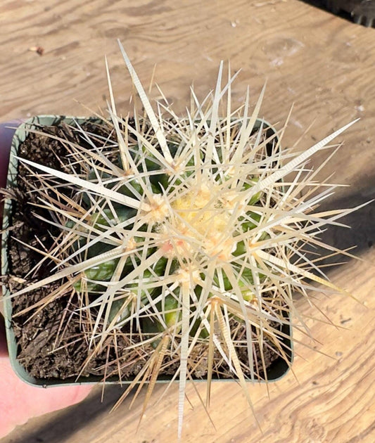 Echinocereus Grusonii Alba Spina - PA52