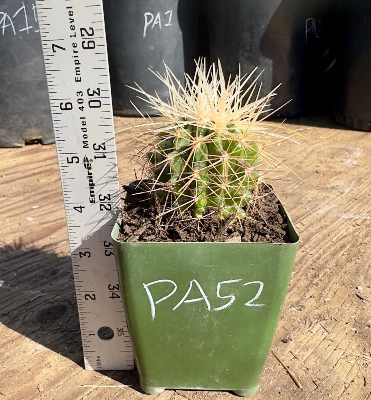 Echinocereus Grusonii Alba Spina - PA52