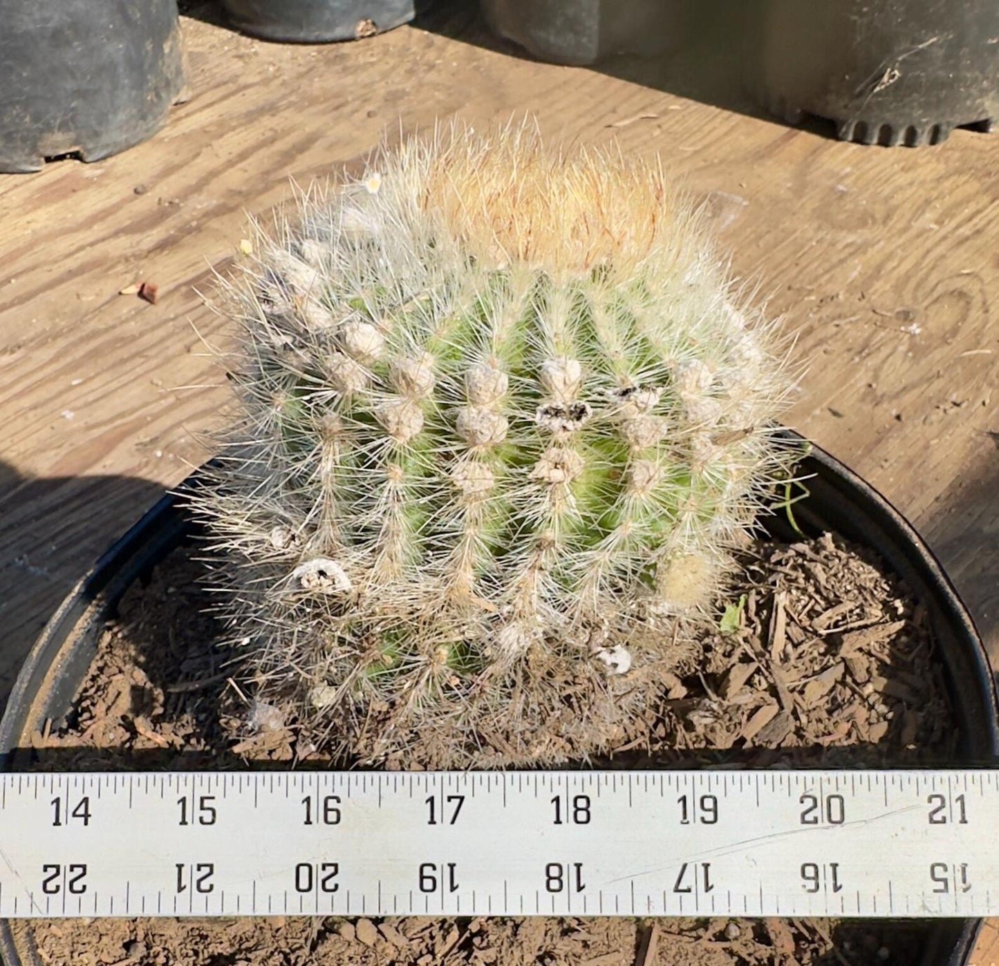 Parodia leninghausii PA53 | Golden Ball Cactus
