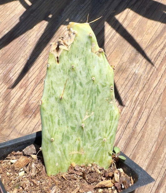 Variegated Prickly Pear EL52 | Opuntia White Variegated Form
