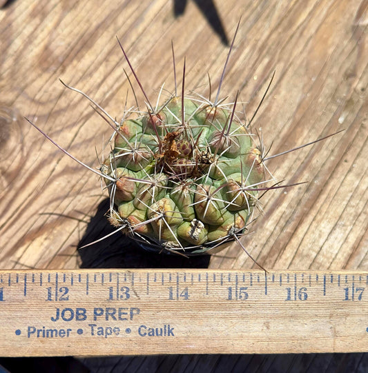 Thelocactus hexaedrophorus EL60