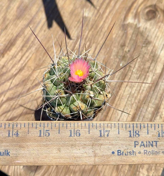 Thelocactus hexaedrophorus EL61