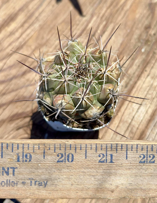 Thelocactus hexaedrophorus EL63