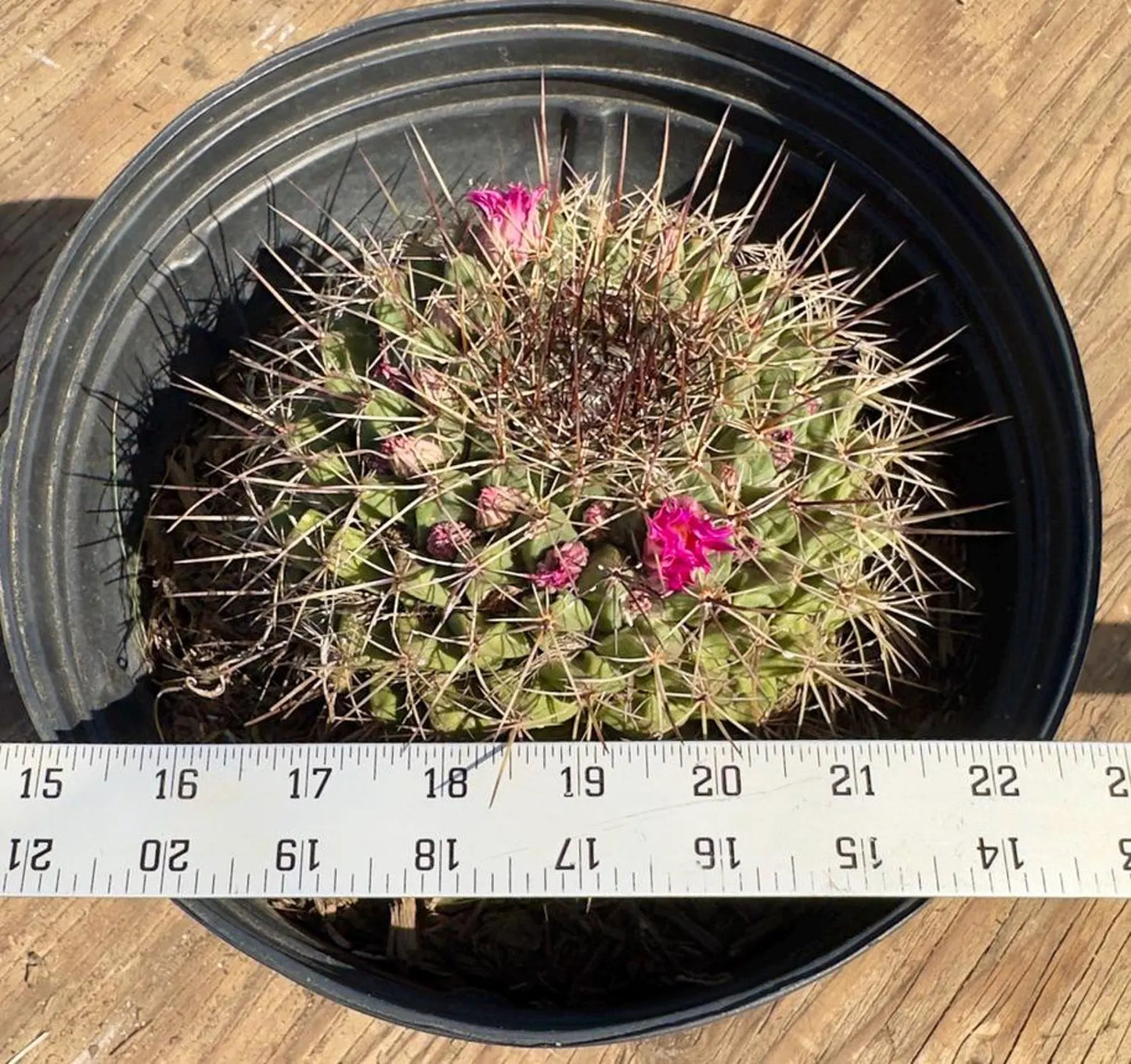 Mammillaria melanocentra PA23