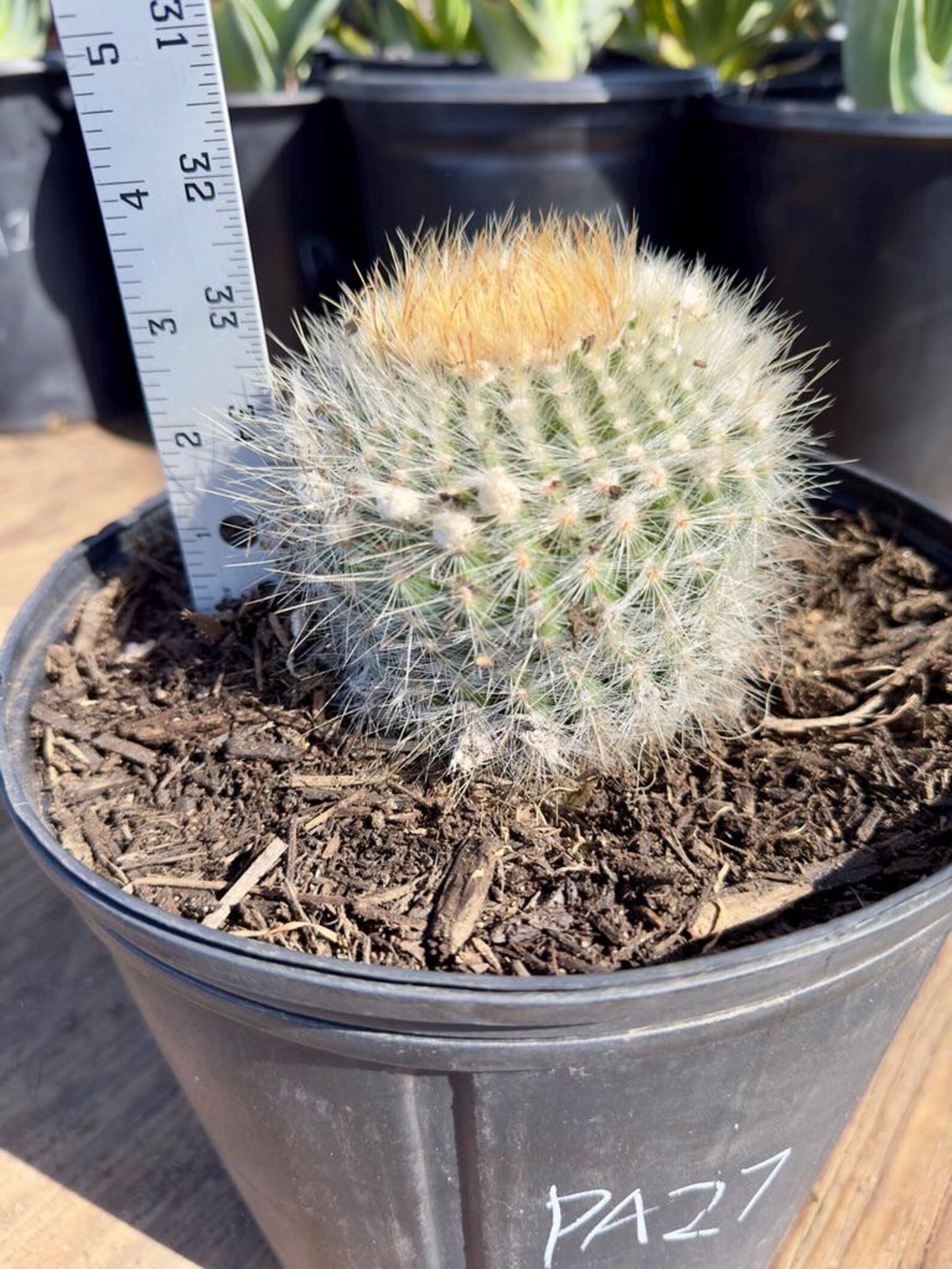 Parodia leninghausii PA27 | Golden Ball Cactus