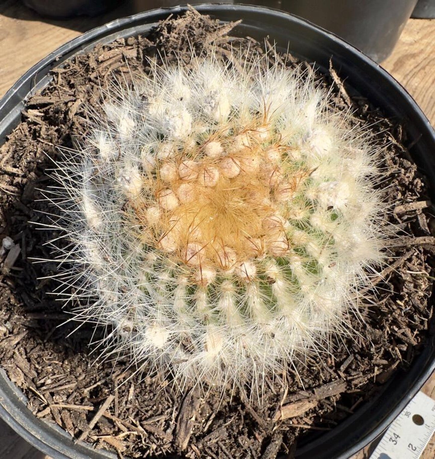 Parodia leninghausii PA27 | Golden Ball Cactus