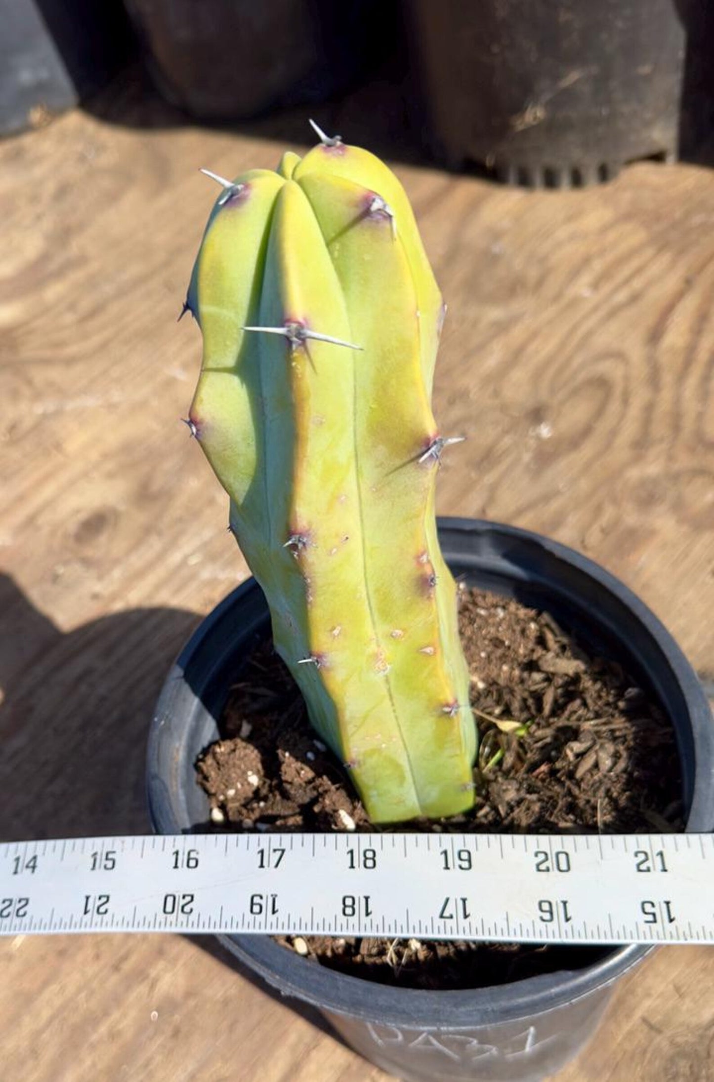 Myrtillocactus geometrizans PA31