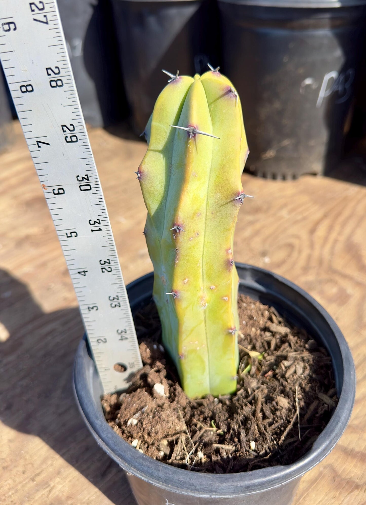 Myrtillocactus geometrizans PA31