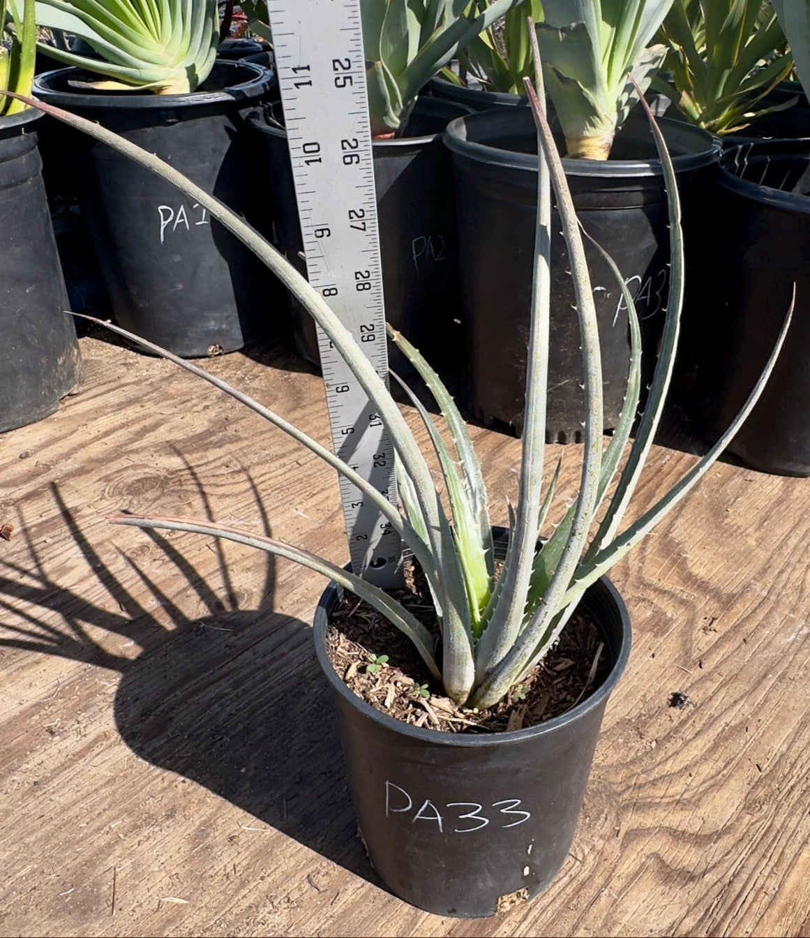 Silver Dyckia PA33