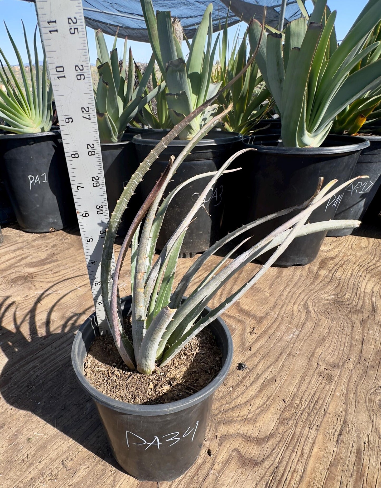 Silver Dyckia PA34