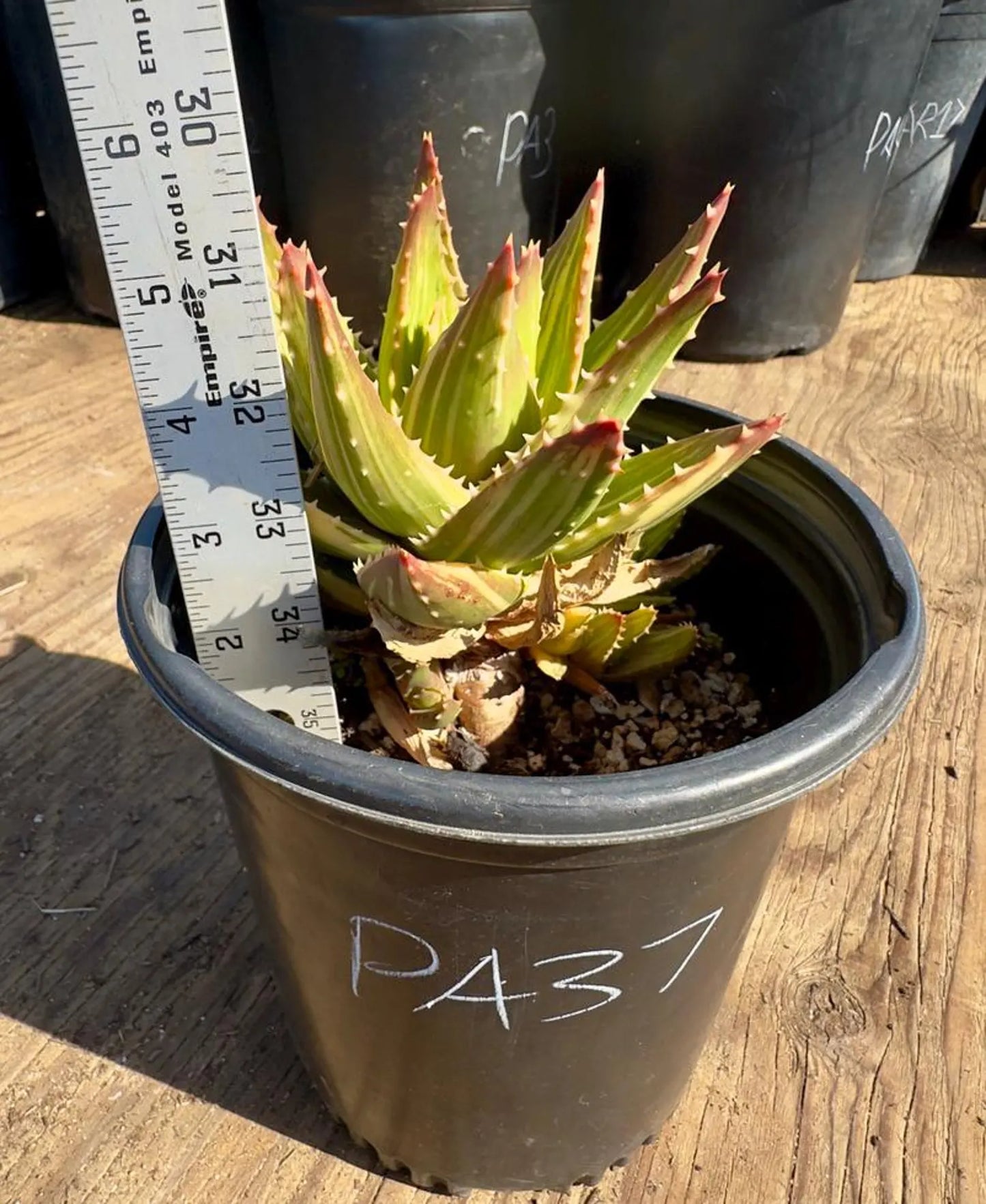 Golden Toothed Aloe PA37 | Variegated Aloe Nobilis