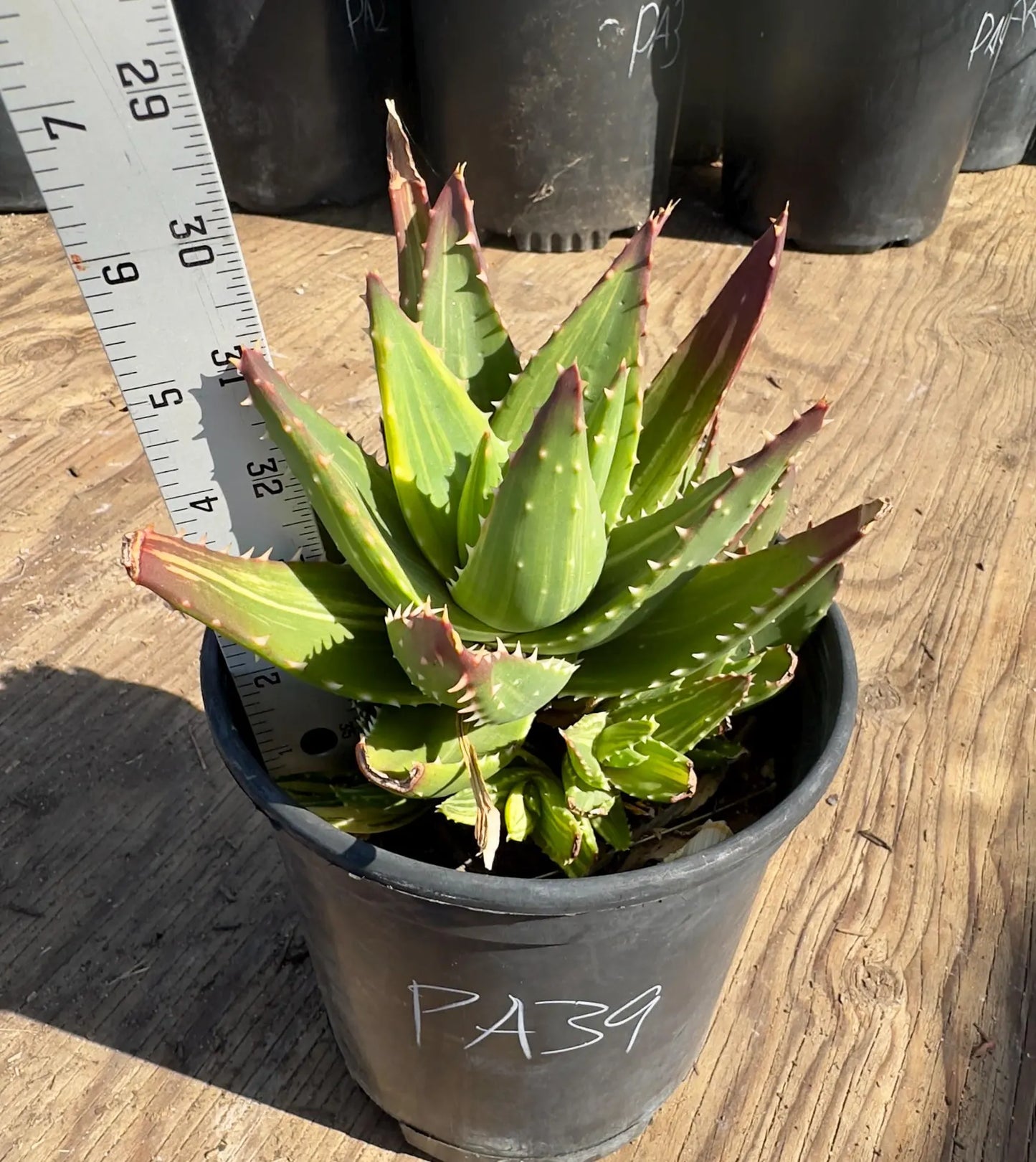 Golden Toothed Aloe PA39 | Variegated Aloe Nobilis
