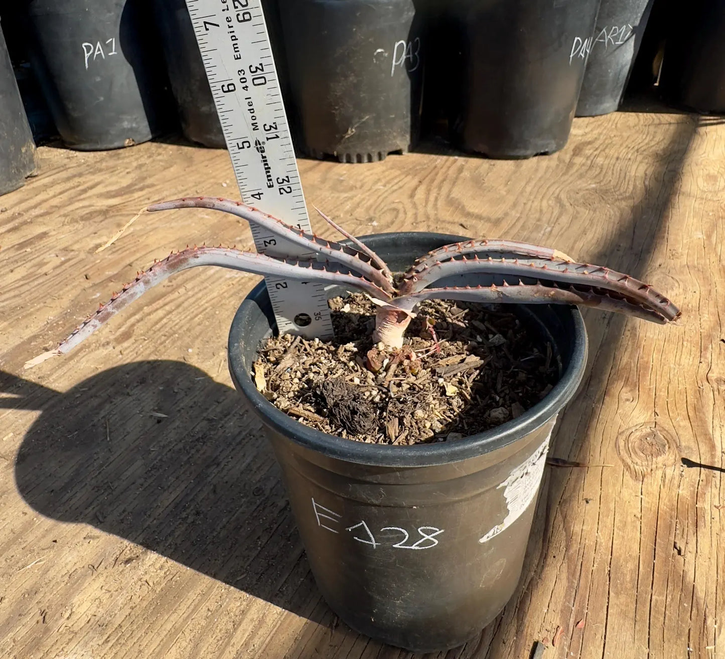 Mustache Aloe E128 | Aloe suprafoliata