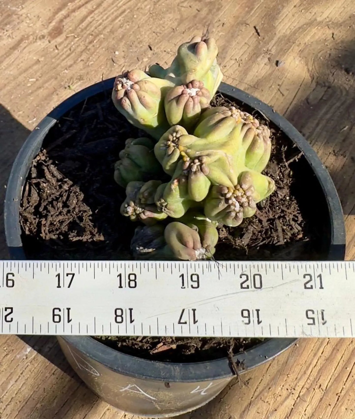 Cereus forbesii monstrose 'Ming Thing' PA46