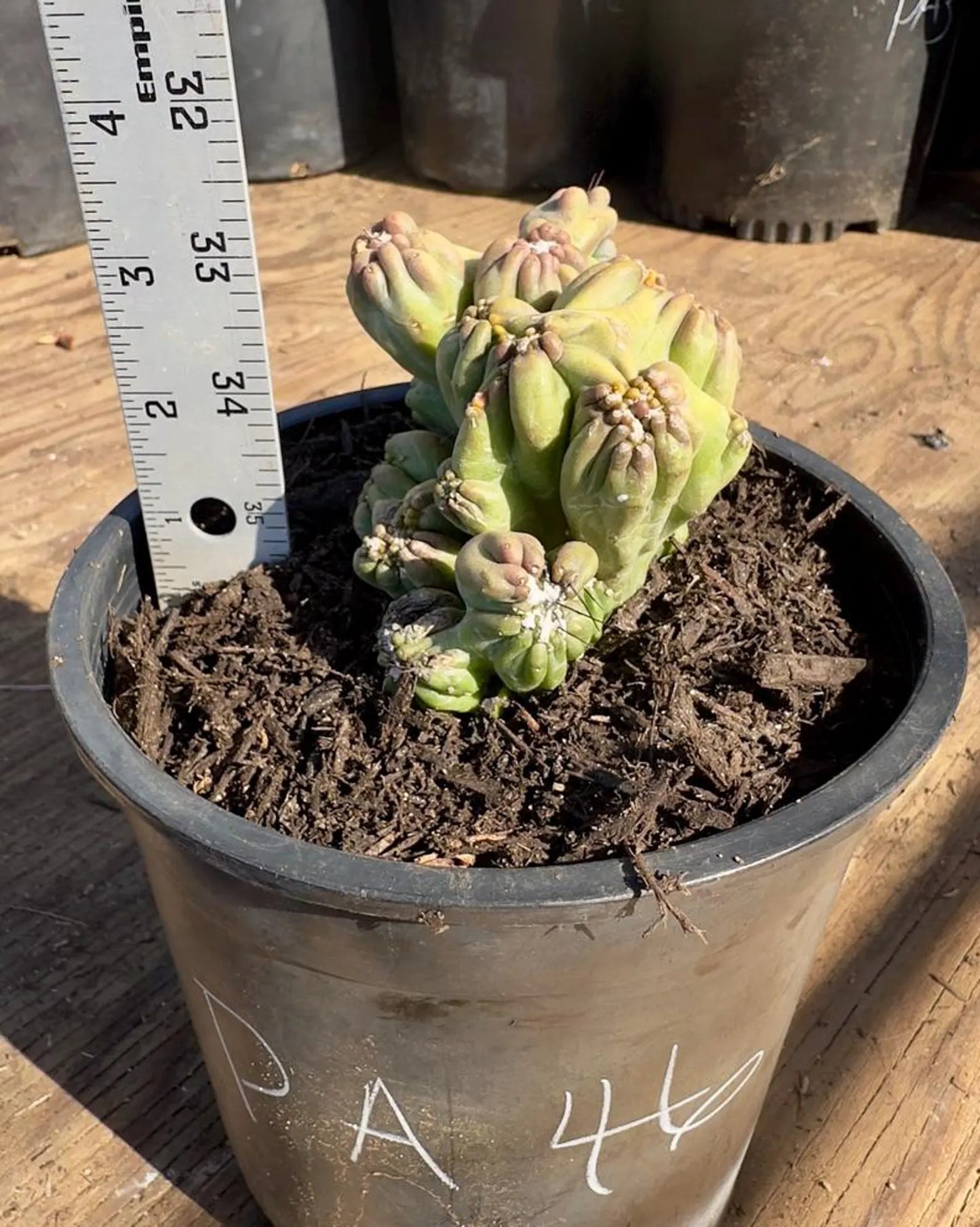 Cereus forbesii monstrose 'Ming Thing' PA46